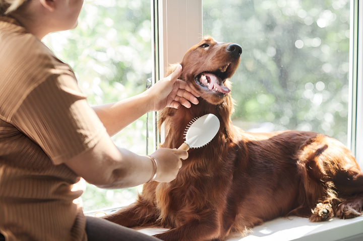 Grooming Products for a Healthy Coat