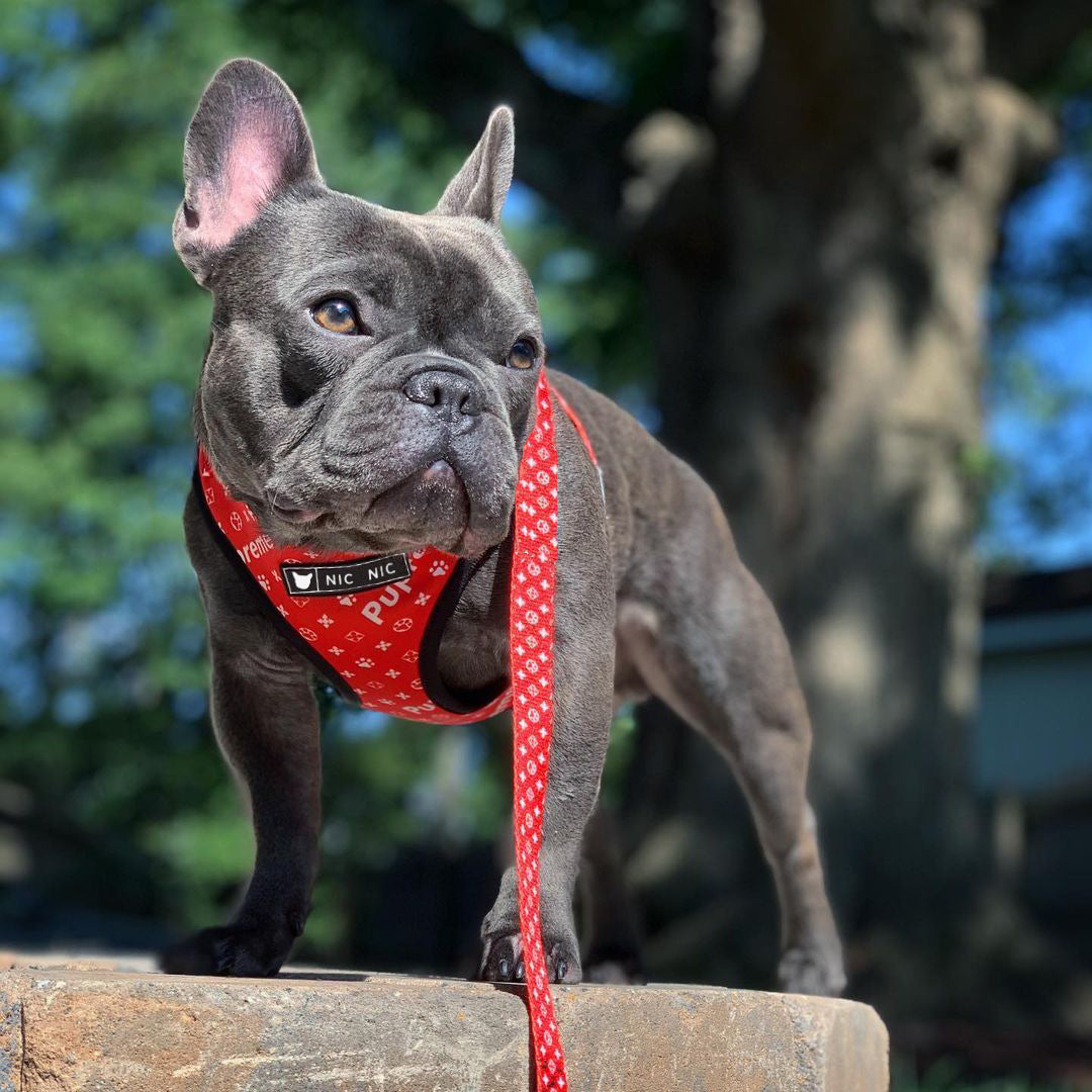 Ins Dog Pet Breathable Mesh Leash