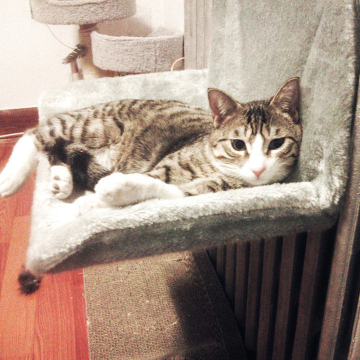 Solid Steel Frame Structure Cat Nest