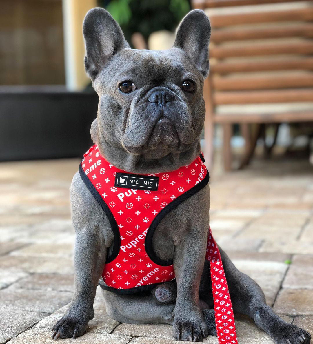 Ins Dog Pet Breathable Mesh Leash