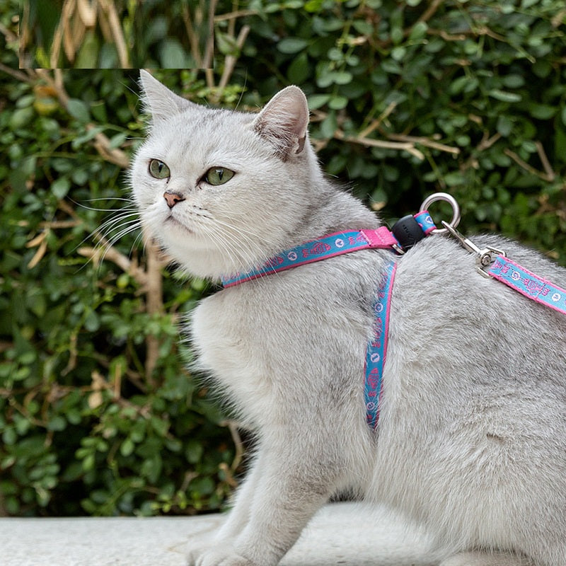 Vest Small Dog Teddy Leash