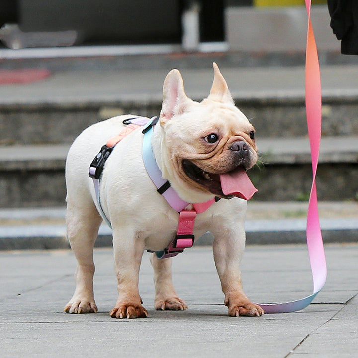 Pet Leash For Small Dogs