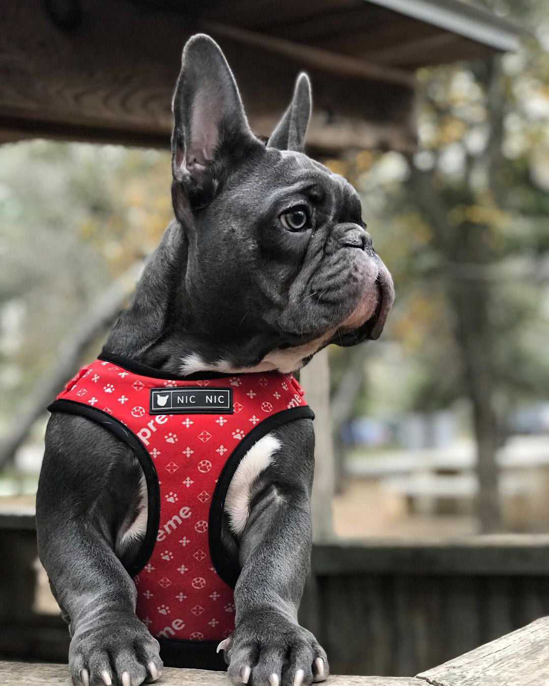 Ins Dog Pet Breathable Mesh Leash
